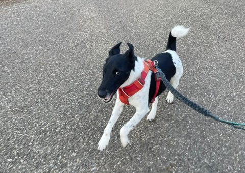 hond en werk